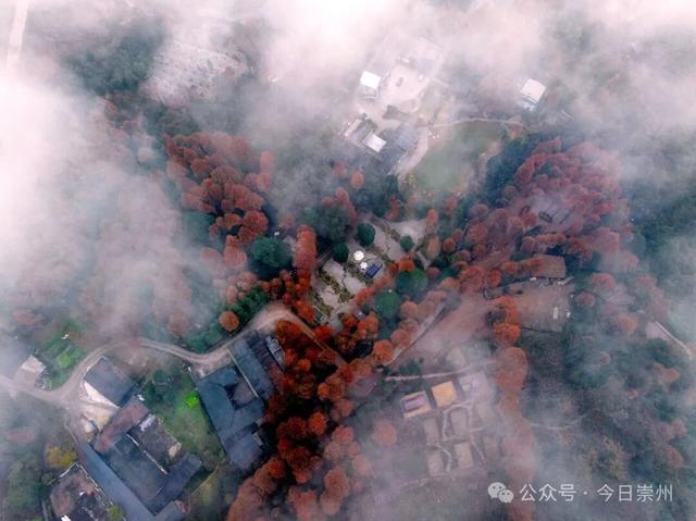 出片率100%！为崇州这些高颜值路连发三天朋友圈！