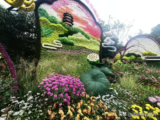 杭州植物园的菊花展——一场关于菊花的饕餮盛宴（二）
