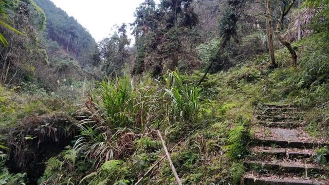 重庆荒效野岭发现大量石碑，碑身高大雕工精美，每块都有百年历史