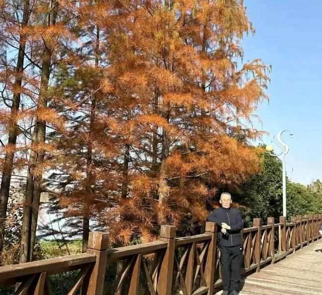 冬日里的红杉林