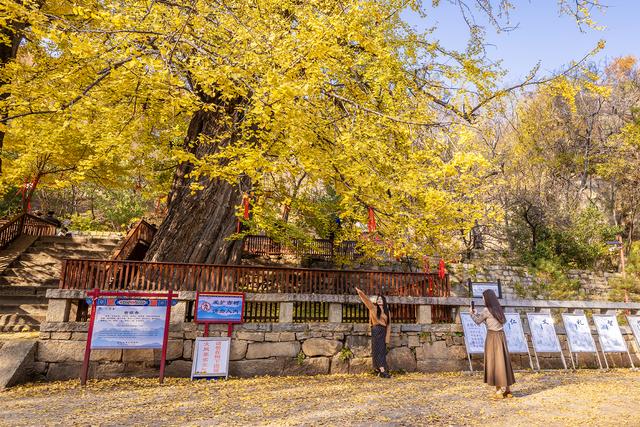 初冬玉泉寺金叶飘飘