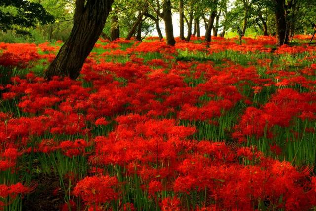 9月去看绝美彼岸花吧！日本10大赏花出片景点全攻略~
