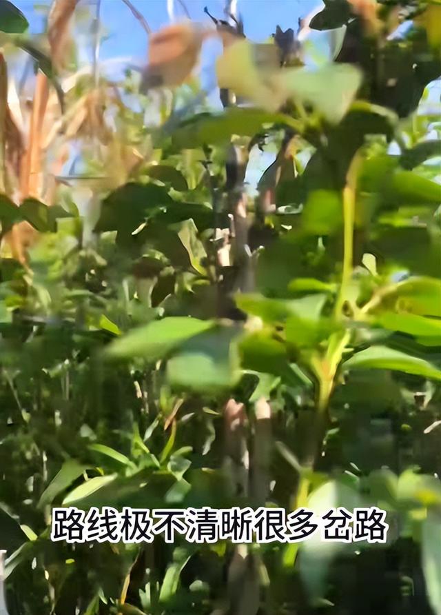 一路走好！蔡磊遗骸找到，曝身首分离惨不忍睹，仍有一个谜团未解