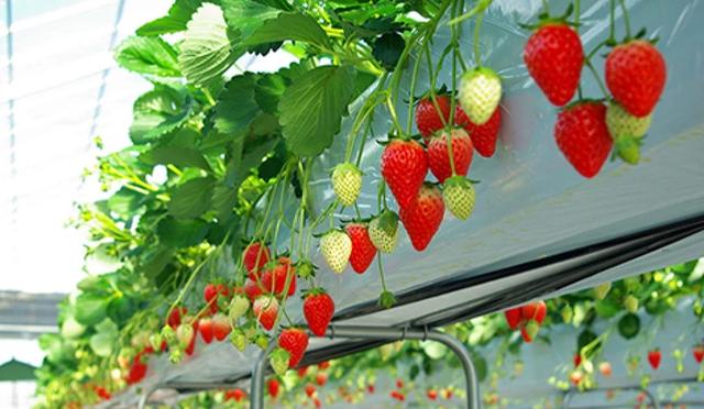 东京采草莓景点10选:新宿、涩谷当日来回、多样草莓品种吃到饱