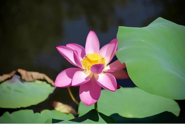 长春限定！点击收获绝美花开瞬间→