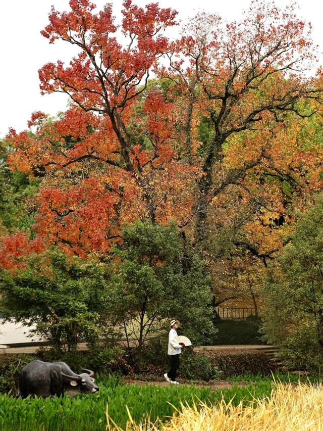 来西递！邂逅徽州最美的秋日风景 | 皖美冬日 | 第十五届安徽国际文化旅游节