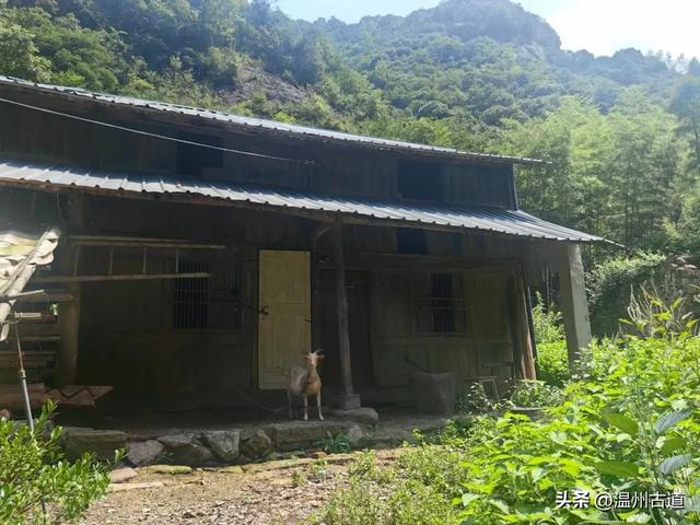 温州这处山水秘境、天然氧吧，人迹稀少风景绝美，秘藏了隐世古村