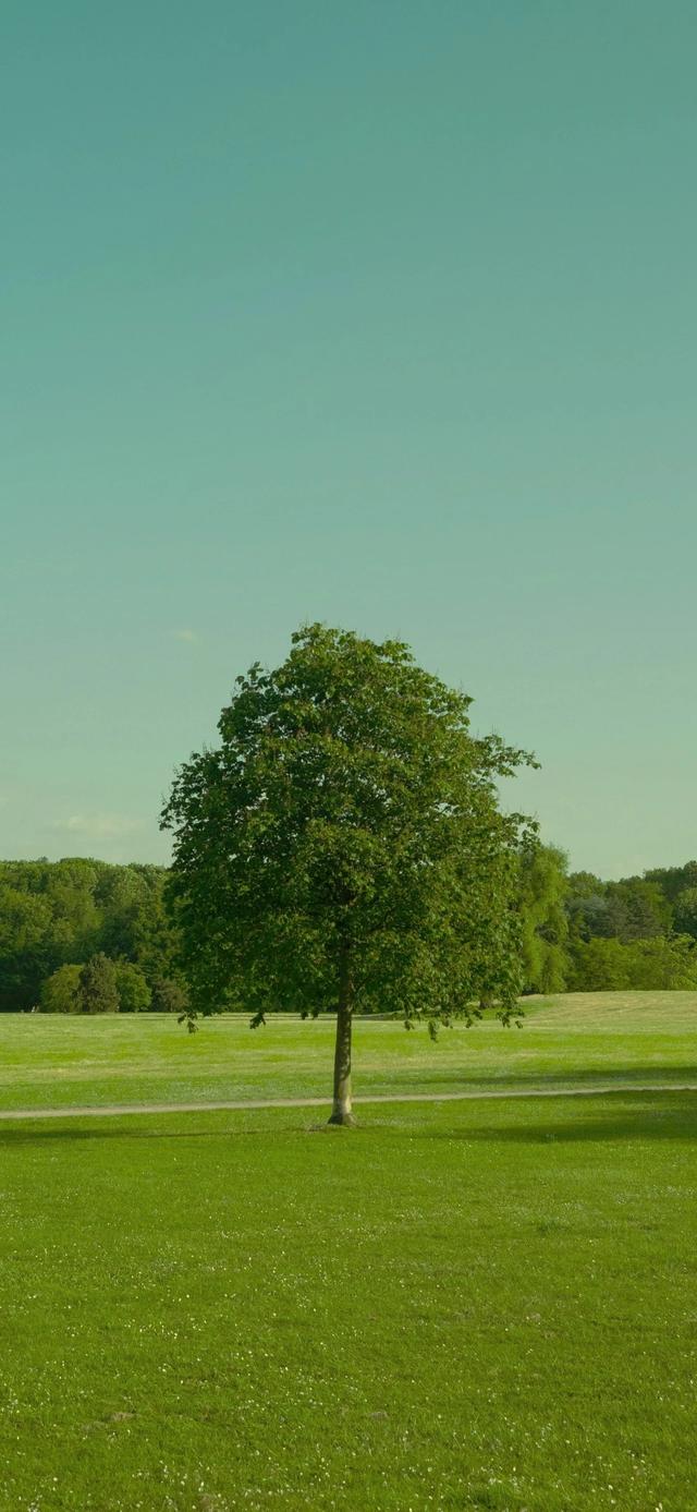 手机壁纸|治愈系的自然美景