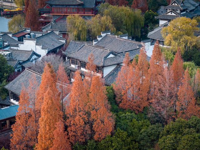 古城杉树运河魂