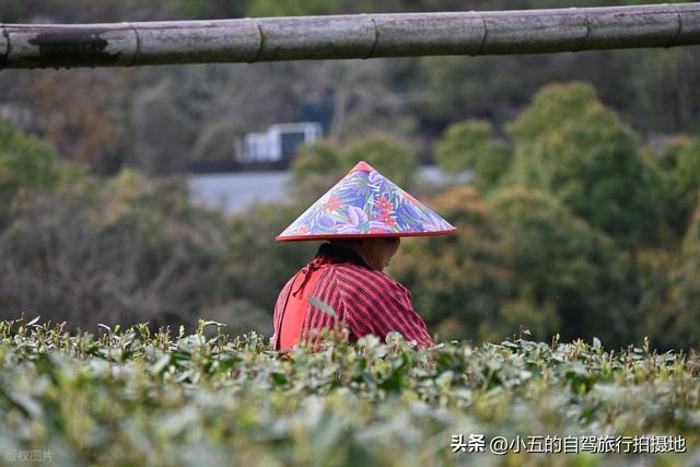 杭州满觉陇桂花攻略｜懒人版赏花路线，甜香里躺平整个秋天