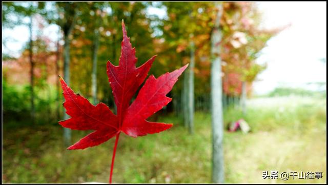 车轮碾过诗与画：枣庄骑行打卡地全攻略（老骑友多年亲测推荐）