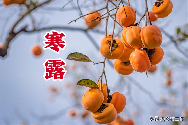 “冷不冷，就看寒露”，今日寒露，今年冬天特别冷吗？看农谚咋说