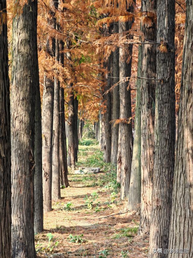 涢水湿地迷人红杉林 冬日画卷中的生态诗篇