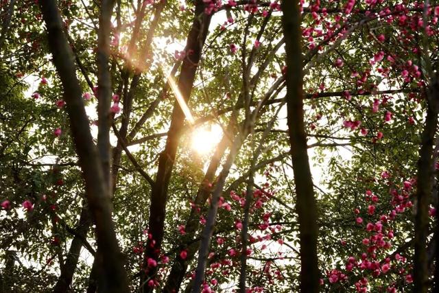 轨道公交直达！重庆红梅花海已上线，速来打卡→