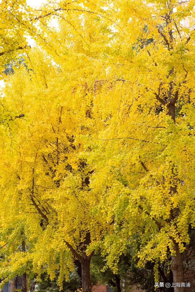 超萌超可爱！8号桥遇见“浪漫银杏季”，minini喊你来打卡啦！