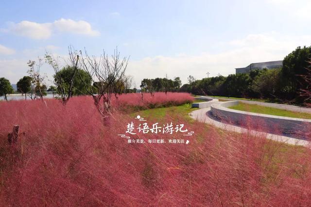 浙江宁波新推出一个粉黛花海，居然绵延5公里，成为拍照赏景胜地