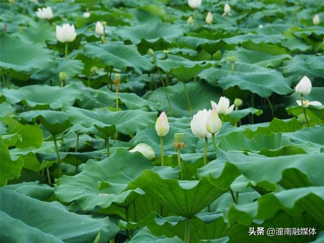 荷花美莲蓬俏！宝龙邀您共赴秋日“荷”约～