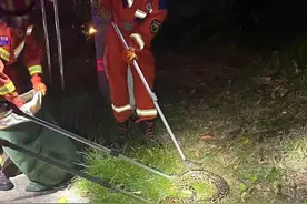 三亚一公园附近惊现蟒蛇！民警提醒图片