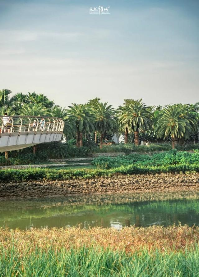 漫步前海：邂逅花海、踏浪听风，在摩天轮下收藏一城浪漫