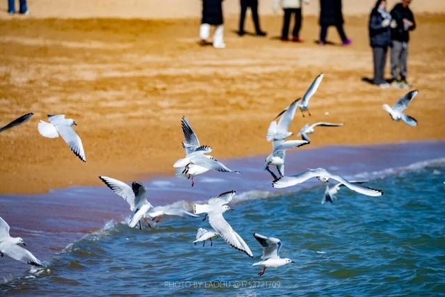 日照海边“人均一只”！赶紧去冲！