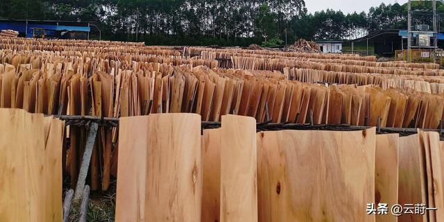 日本和美国早已禁种，中国为何依然大力种植？背后原因不简单