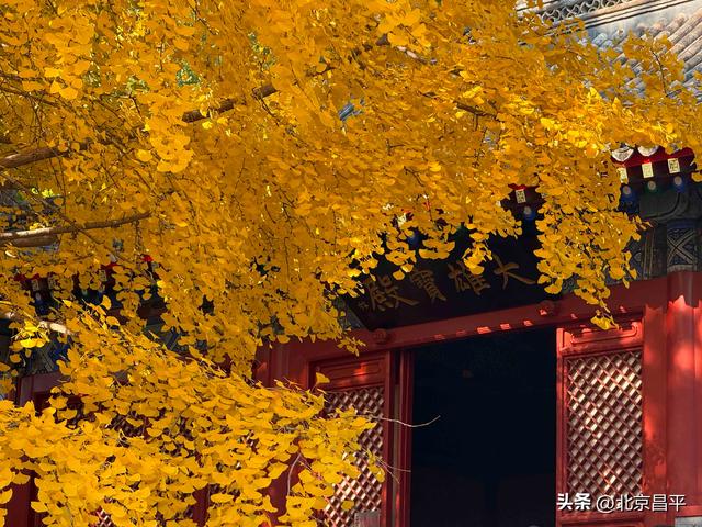 千年银杏“黄金周”开启！花塔村赏秋正当时