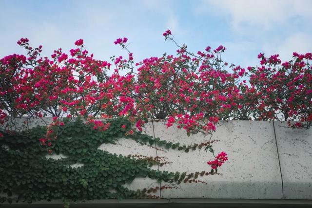 在丰泽，抬头撞见的美好......