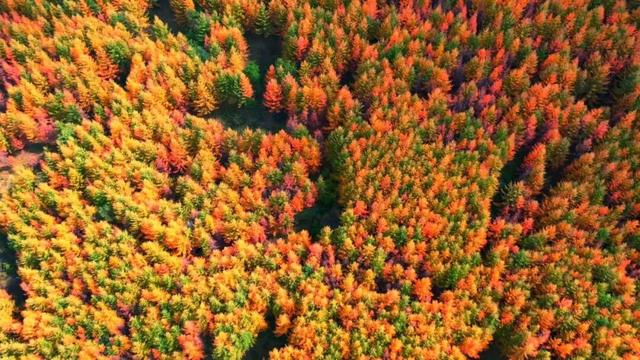 兰仓秋，染山河。