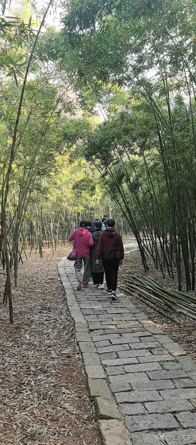 晨光与深呼吸：在同里湿地公园的万步悠然