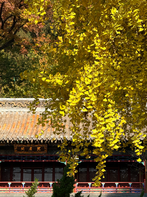 今日实况奉上！门头沟这片金黄！！！