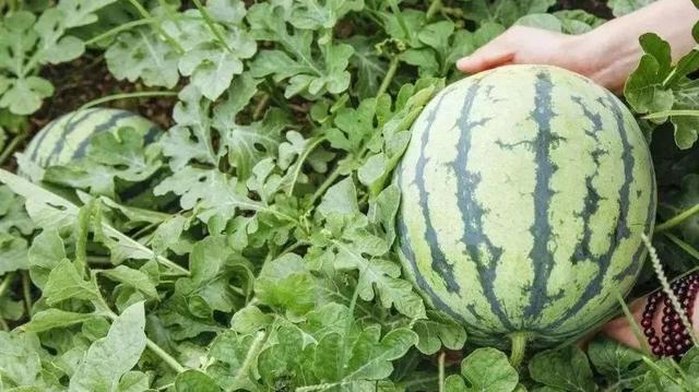 “果”然很甜！一起来品尝休宁的多“采”夏天 | 皖美夏日