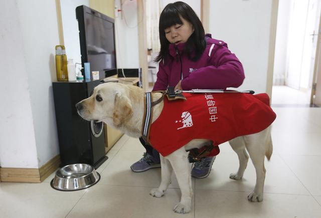 带导盲犬爬泰山后续！账号被扒，带狗到处旅游，基地回应大快人心