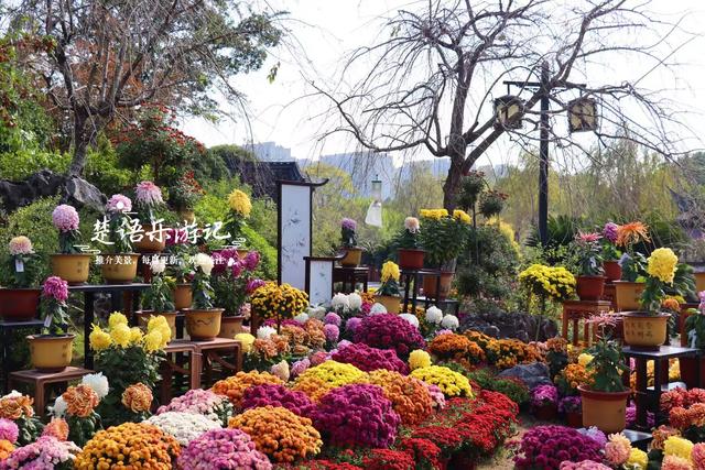 宁波这处风景进入最佳观赏季，秋菊叠影色彩缤纷，堪称秋日盛宴