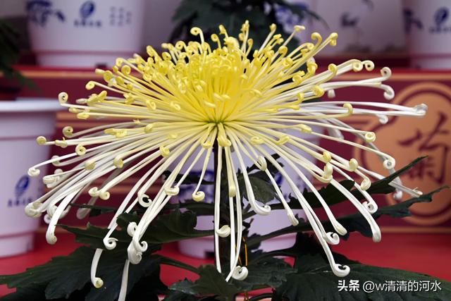 菊花是秋天里绝美的画卷