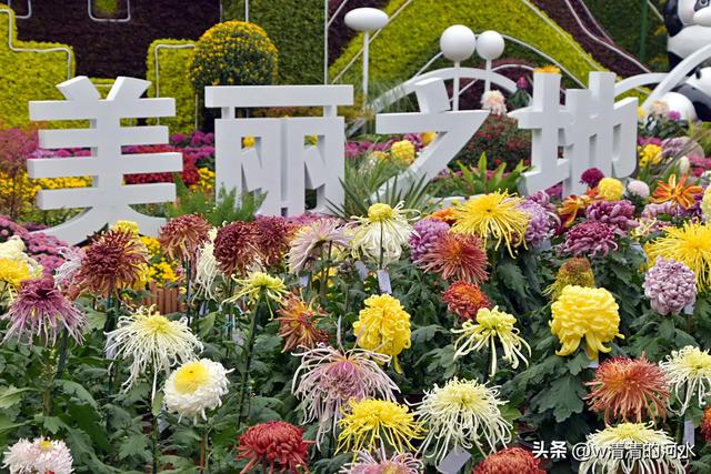 菊花是秋天里绝美的画卷