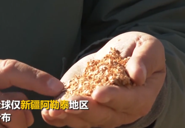 被牛羊啃食导致即将灭绝！1996年，专家在盐湖边发现400棵