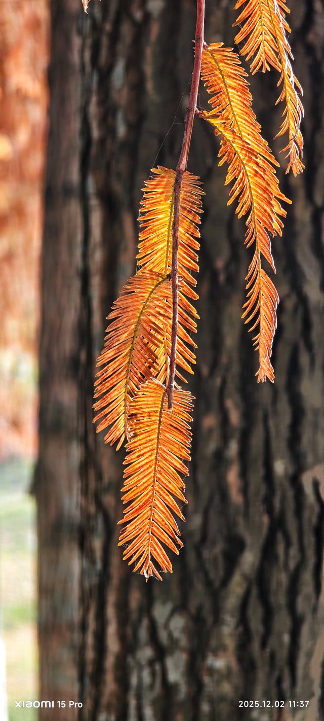 安靖蜀绣文化创意公园时下打卡好去处（手机拍一）