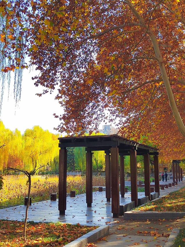 初冬，石家庄裕西公园落叶飘飘！