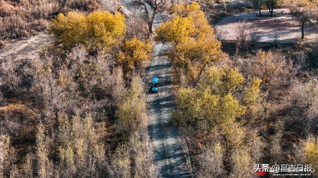 昌吉老龙河胡杨披金装 醉美秋景引客来