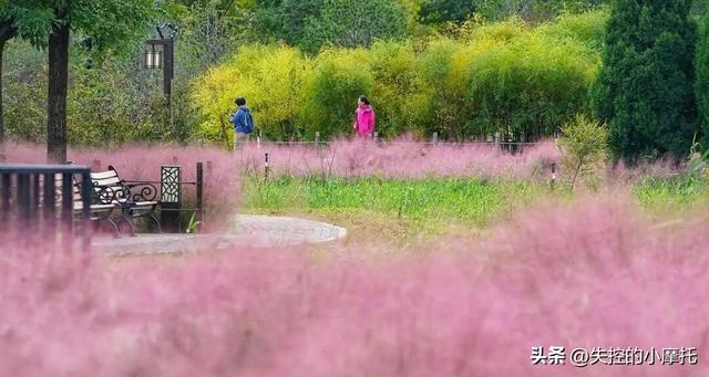 北京又一公园出圈！宛如“粉色云雾”，免费开放，适合拍照打卡！