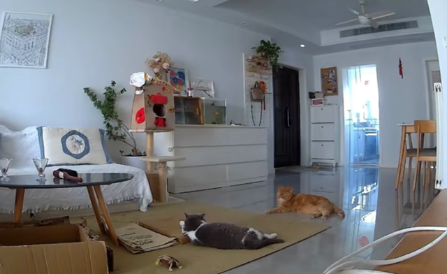 女儿吐槽妈妈太惯猫了，点开前：能惯成啥样，点开后：这不合适吧
