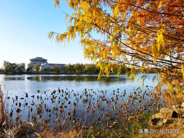 河南淮滨：湖畔杉红景美人更美