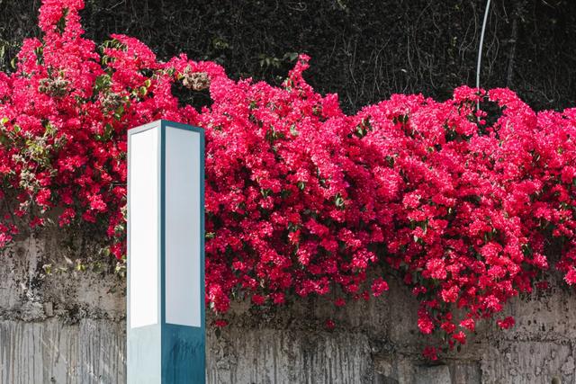 初冬“梅”好时光已至，惠城处处皆“花路”