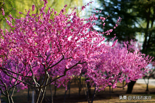 2026年石家庄公园广场春季赏花地图出炉