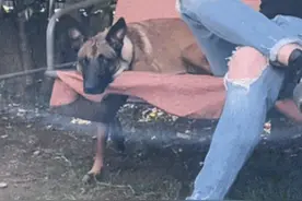 以为狗子只是坐在摇椅上享受，没想到，人家也在默默出力图片