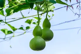 千里寻夫，哭倒长城的孟姜女图片