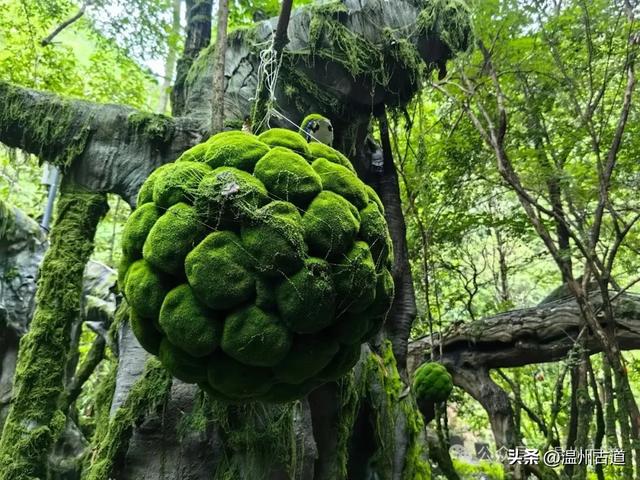 温州这个以畲族始祖命名的4A级景区，秘藏着一座“生物王国”！
