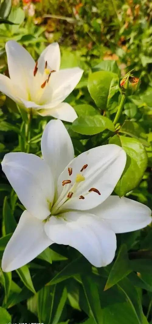 阳台院子必种！这10种花堪称传家宝＂，栽1回年年爆花