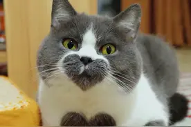 孕期如何科学养猫？孕妇被猫抓伤会感染吗图片