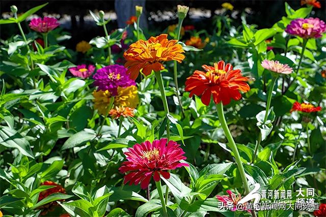 大同：以“清凉夏都”之名，邀您共赴夏日清爽之约